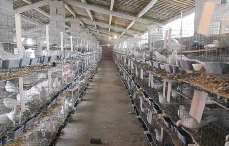 白羽王鸽的养殖管理技术（白羽王鸽养殖技术视频）