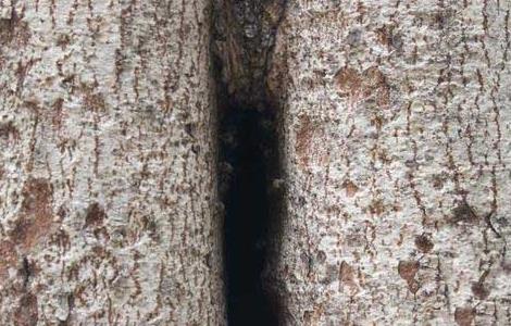 如何捕捉树洞里的野生蜜蜂（树洞中的蜜蜂如何抓捕）