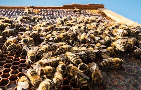 蜜蜂的发育过程 蜜蜂的发育过程属于完全变态发育吗