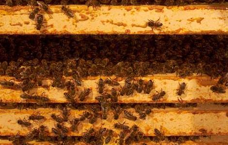 蜜蜂夏季管理技术