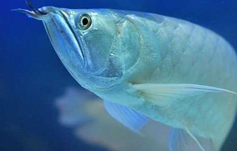 银龙鱼能长多大 银龙鱼能长多大尺寸