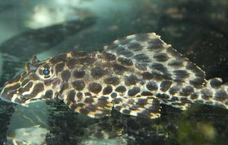 清道夫能和金鱼混养吗 清道夫能不能和金鱼一起养