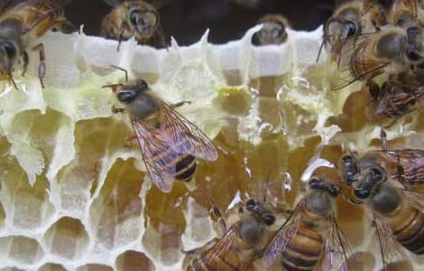 中蜂和意蜂的区别（中蜂和意蜂的区别图片 图解）