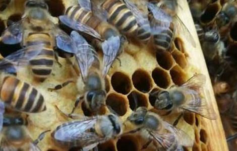 工蜂产卵原因及处理方法 工蜂产卵怎样处理