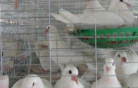 如何提高鸽子养殖效益 如何提高养鸽的经济效益