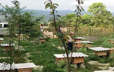 蜂群达不到采蜜群势的补救方法（抓住蜂后能控制蜂群吗）