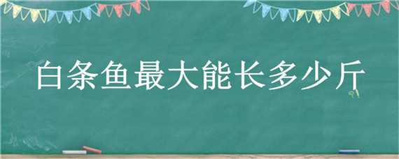 白条鱼最大能长多少斤 白条鱼能长多大多重