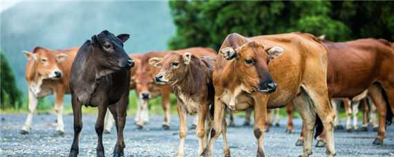 公牛和母牛怎么繁殖 繁殖母牛如何饲养