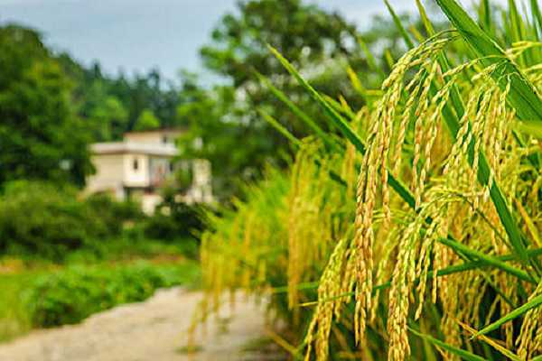 水稻和小麦都是大米吗，两者有什么不同