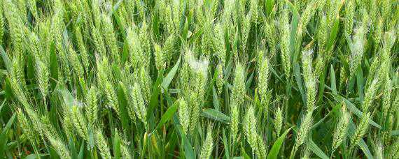 小麦多久浇一次水 小麦多久浇一次水合适
