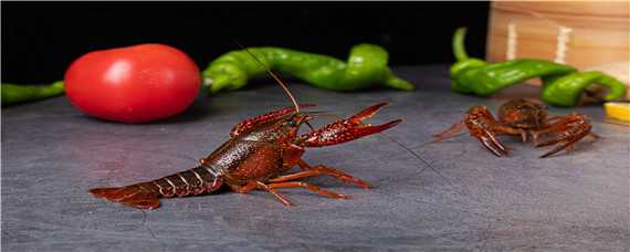 怎么养龙虾? 饥荒联机版怎么养龙虾