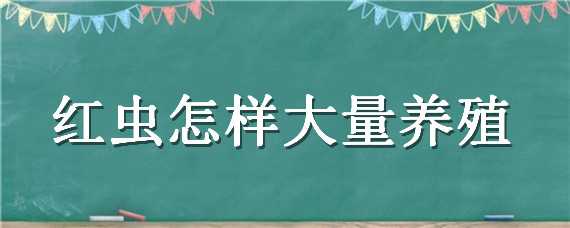 红虫怎样大量养殖（红虫怎样大量养殖视频）