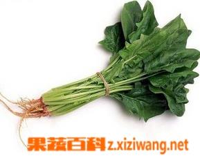 红根菠菜的功效与作用 红根菠菜的功效与作用禁忌