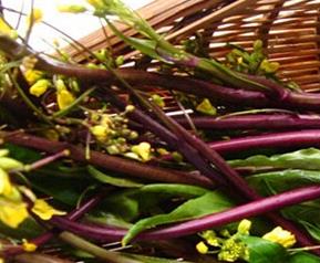 菜薹的功效与作用 菜薹的营养价值