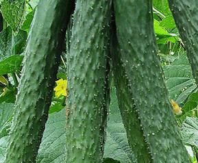 青瓜的功效与作用 长期吃青瓜的功效与作用