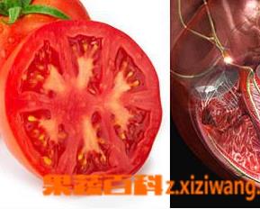 番茄红素的副作用 番茄红素的副作用和禁忌