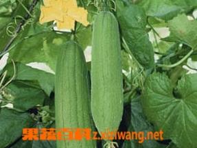 丝瓜烂花怎么办 丝瓜水烂花怎么治疗