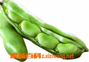 蚕豆的营养价值 蚕豆的营养价值及功效与作用禁忌