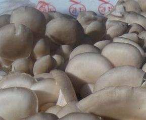 凤尾菇营养价值 凤尾菇营养价值和功效