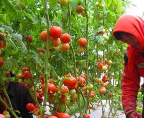 夏季番茄育苗技术 夏季番茄育苗注意什么