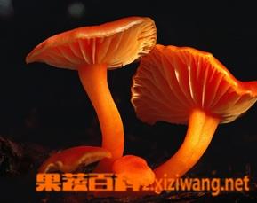 草菇菌丝萎缩怎么办 香菇草枯萎了怎么办