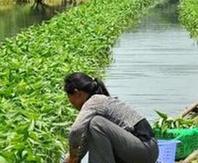 水上种植空心菜方法和技巧（水上种植空心菜方法和技巧视频）