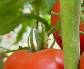 番茄可以美白防癌 番茄具有美白功效吗?