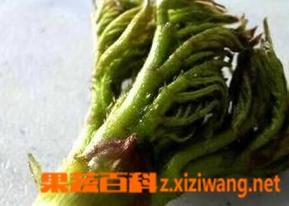 东北山野菜种类图片（东北山野菜大全）