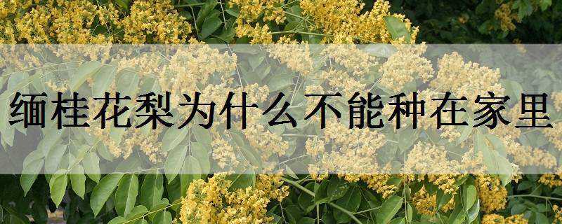 缅桂花梨为什么不能种在家里（缅桂花能不能种在家）