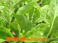 富贵菜图片和种植方法（富贵菜图片和种植方法大全）