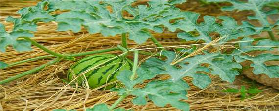 西瓜在各个时期的施肥 西瓜在各个时期的施肥量