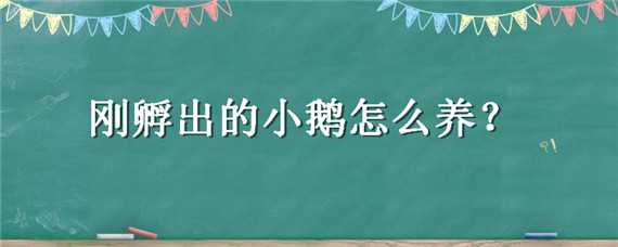 刚孵出的小鹅怎么养（刚孵出的小鹅怎么养殖）