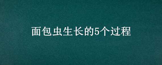 面包虫生长的5个过程 面包虫是如何生长的