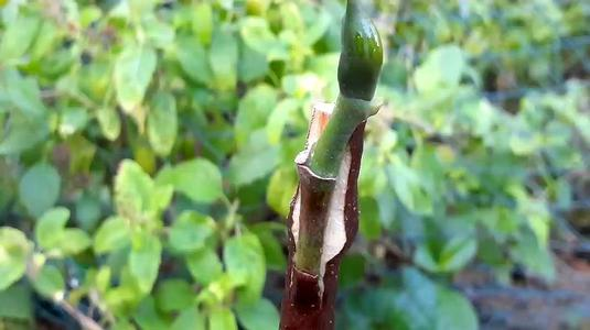 菠萝蜜怎么嫁接（菠萝蜜怎么嫁接的）