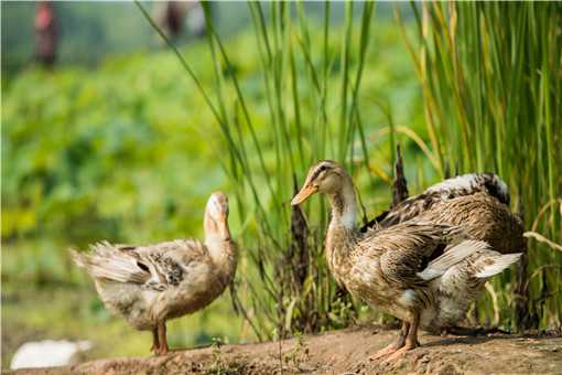 肉鸭怎么养殖 肉鸭怎么养殖和繁殖