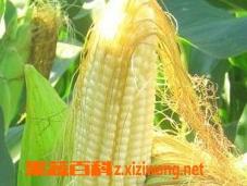 玉米须的功效与作用及食用方法 玉米须的功效与作用及食用方法及禁忌