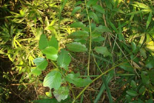 叶片发黄的原因有哪些，怎样避免植物变黄