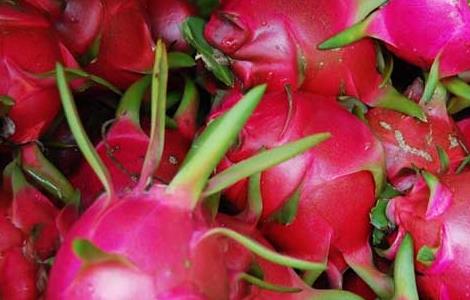 火龙果减肥法的正确吃法 火龙果减肥法的正确吃法视频