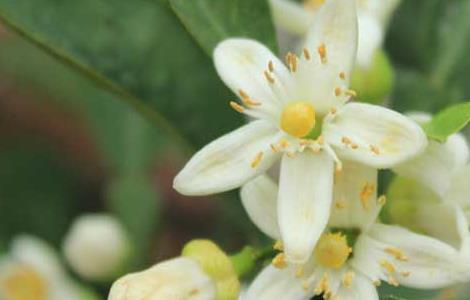 代代花可以减肥吗（代代花能减肥吗）