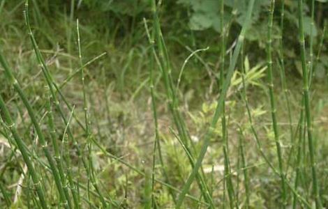 木贼的功效与作用