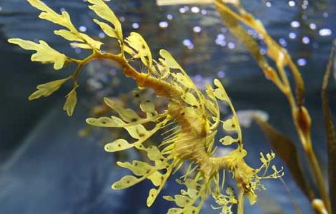 海龙的功效与作用(海龙的功效与作用吃法禁忌)