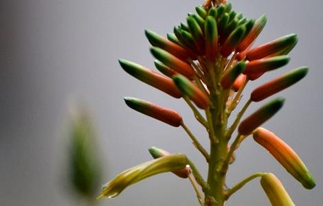 芦荟花的功效与禁忌以及使用方法（芦荟花的功效与禁忌以及使用方法图解）