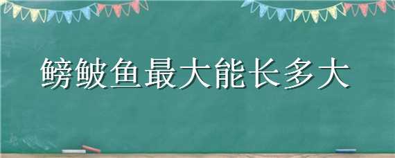 鳑鲏鱼最大能长多大 鱵鱼最大可以长多大