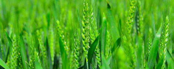小麦孕穗期的管理 小麦穗期管理技术