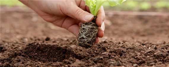 露天生菜种植技术与管理 露天生菜种植技术与管理知识