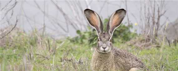 野兔养殖一亩地能养多少 一亩地可以养多少只野兔