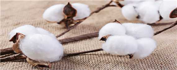 棉花僵苗的成因是什么 棉花僵苗的成因是什么呢