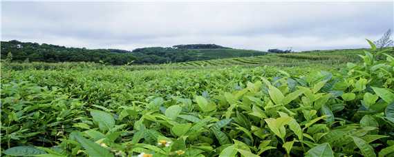 小乔木型茶树的基本特征是（小乔木型茶树的基本特征是什么）