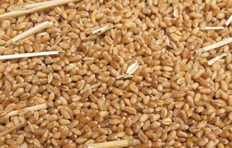 小麦胚芽油的作用 安利小麦胚芽油的作用