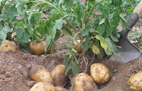 马铃薯种植施肥技术 马铃薯种植施肥技术要点